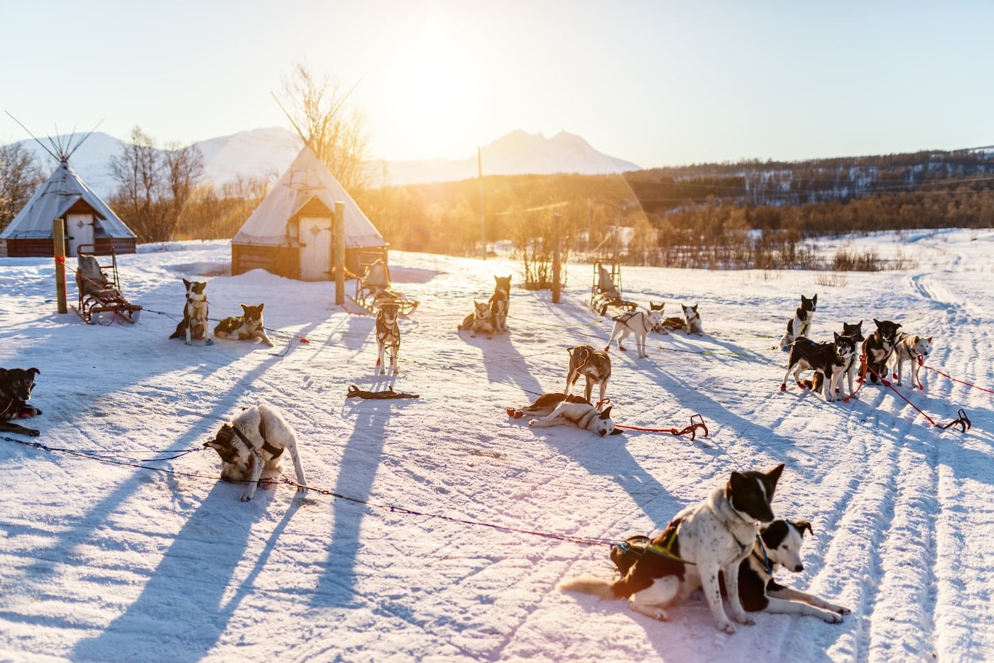 Huskys Waiting