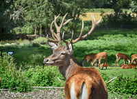Hirsch im Wildpark Bayern