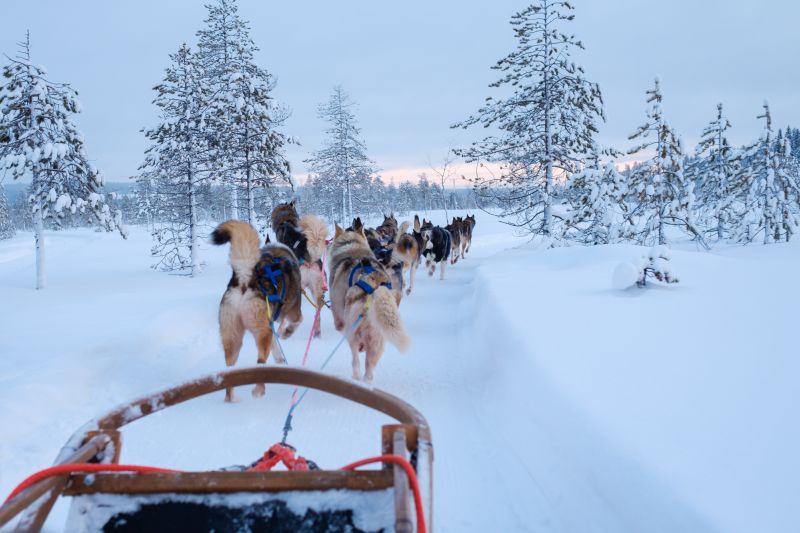 Auf Dem Schlitten Mit Den Huskies Durch Finnisch Lappland