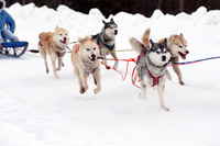 Siberian Huskies