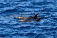 Delfine Vor Gran Canaria