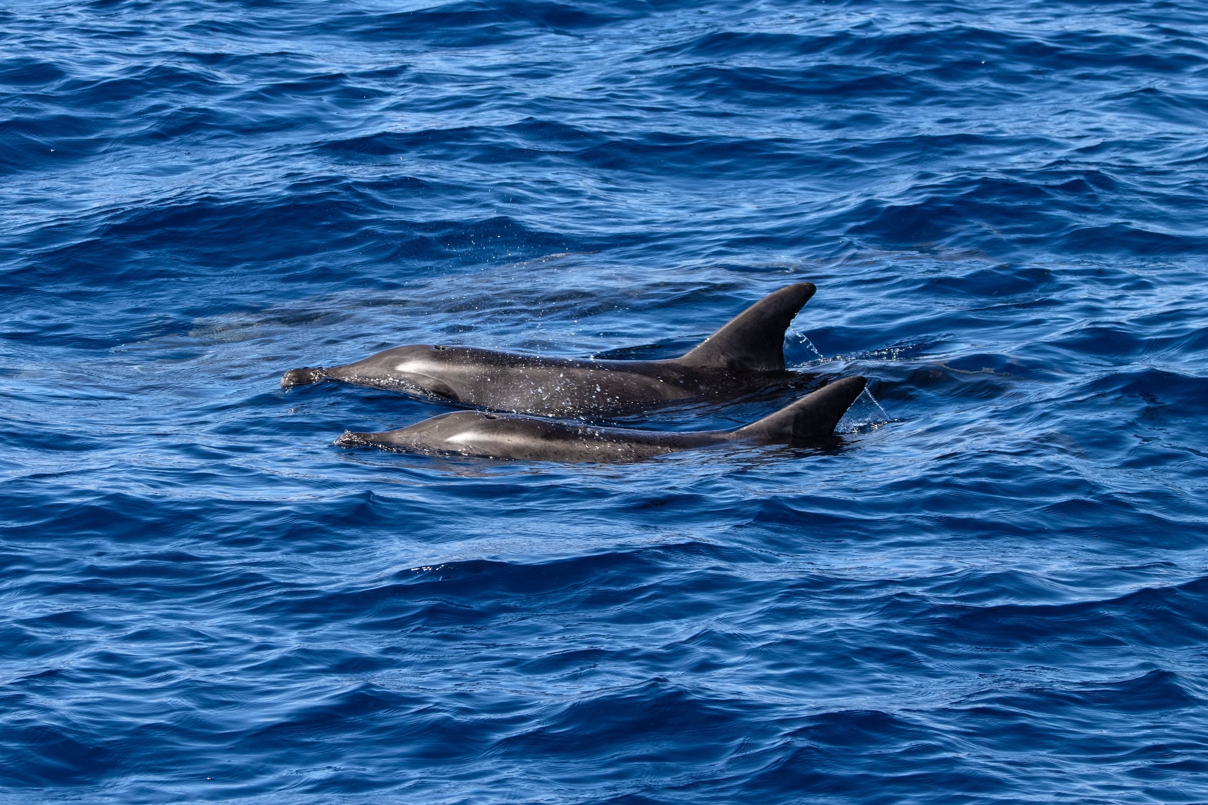 Delfine Vor Gran Canaria