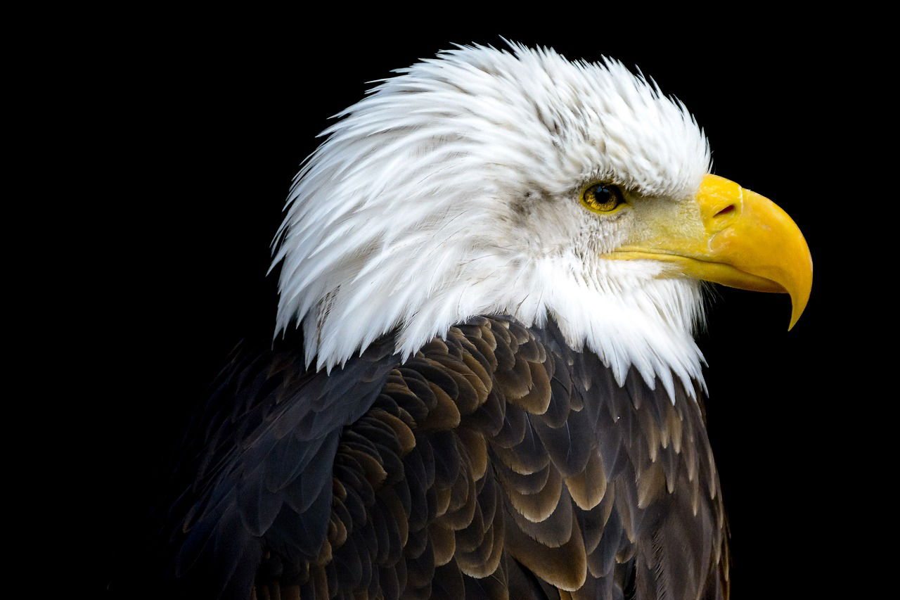 Auch Weißkopfseeadler sind im Wildpark heimisch