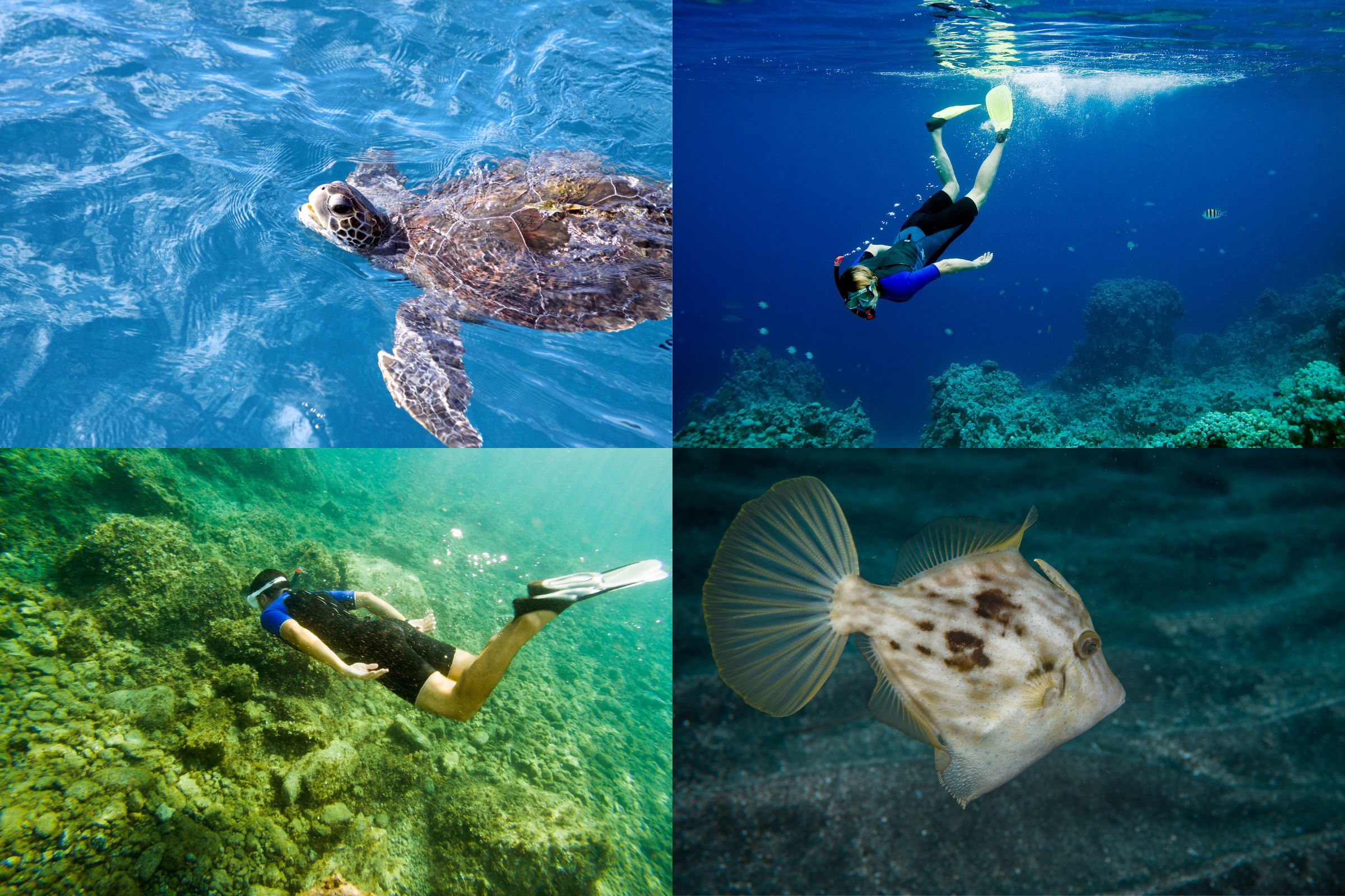 Schnorcheln auf Gran Canaria: Abenteuer unter Wasser