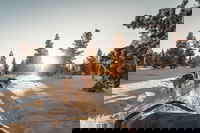 Husky Safari in Lappland