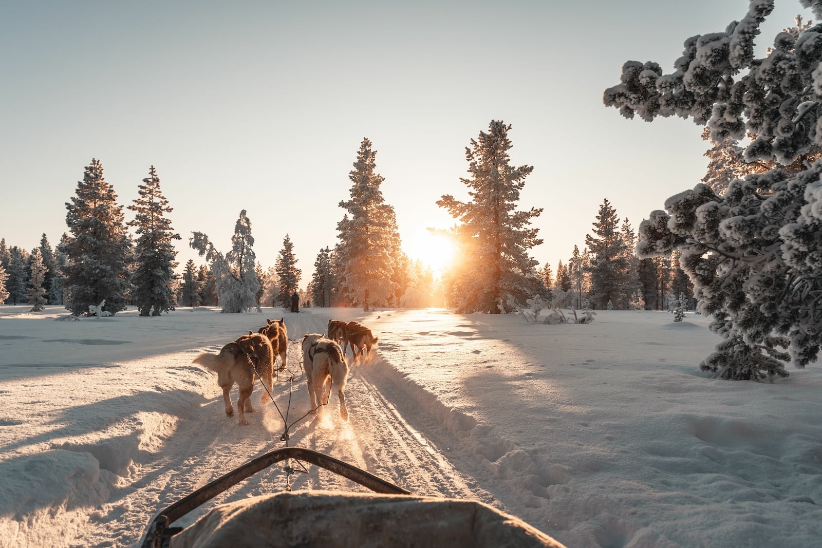 Husky Safari in Lappland