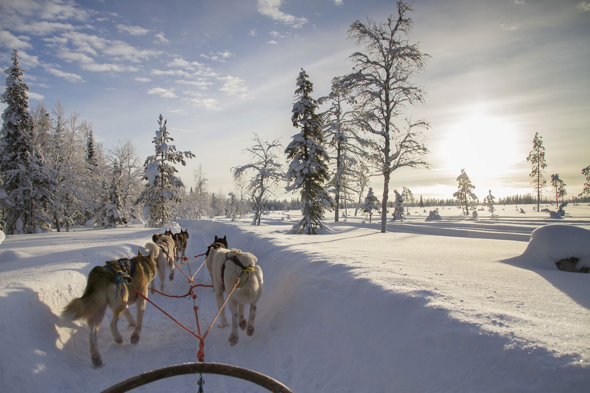 Huskytour Winter Wonderland Lapland Finland
