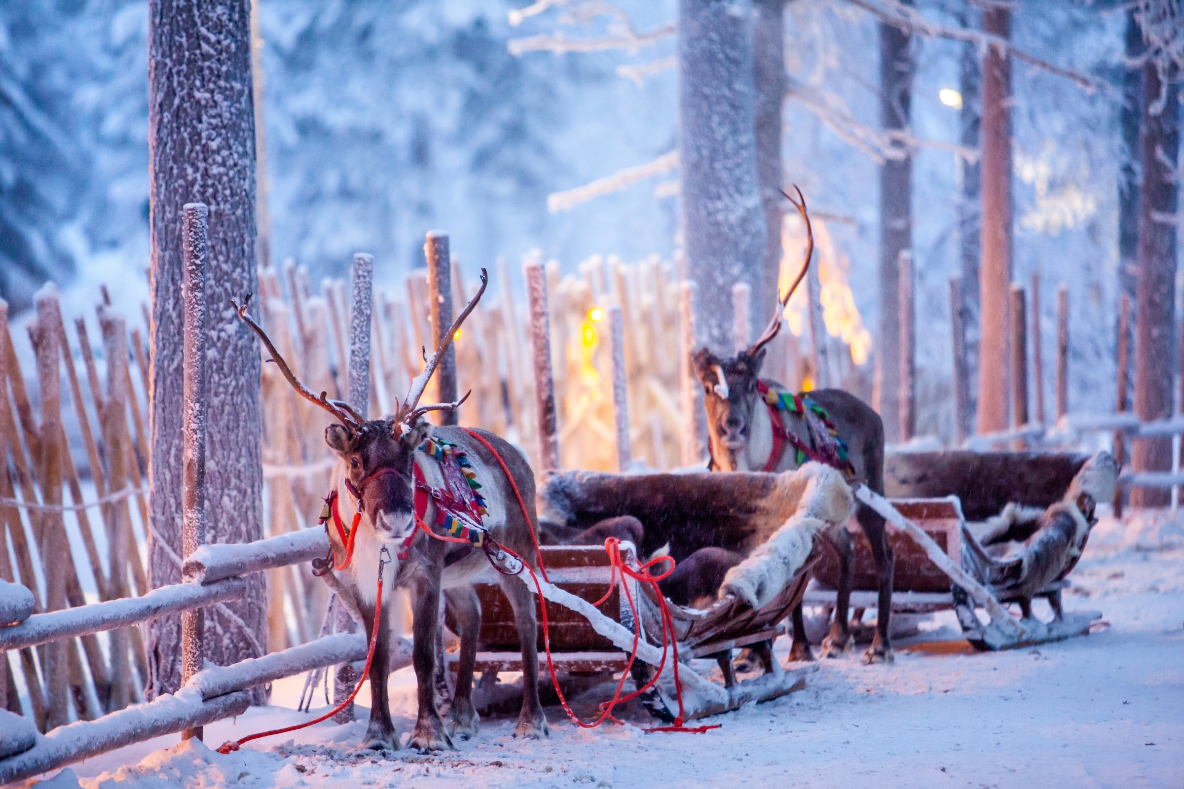 Rentiere in Lappland