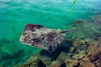 Rochen im Hafen von Morro Jable
