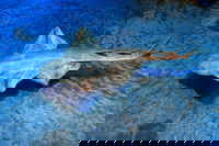 Engelhai Auf Gran Canaria