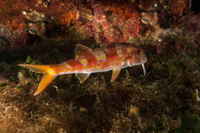Gestreifter Roter Meerbarbe bei Gran Canaria