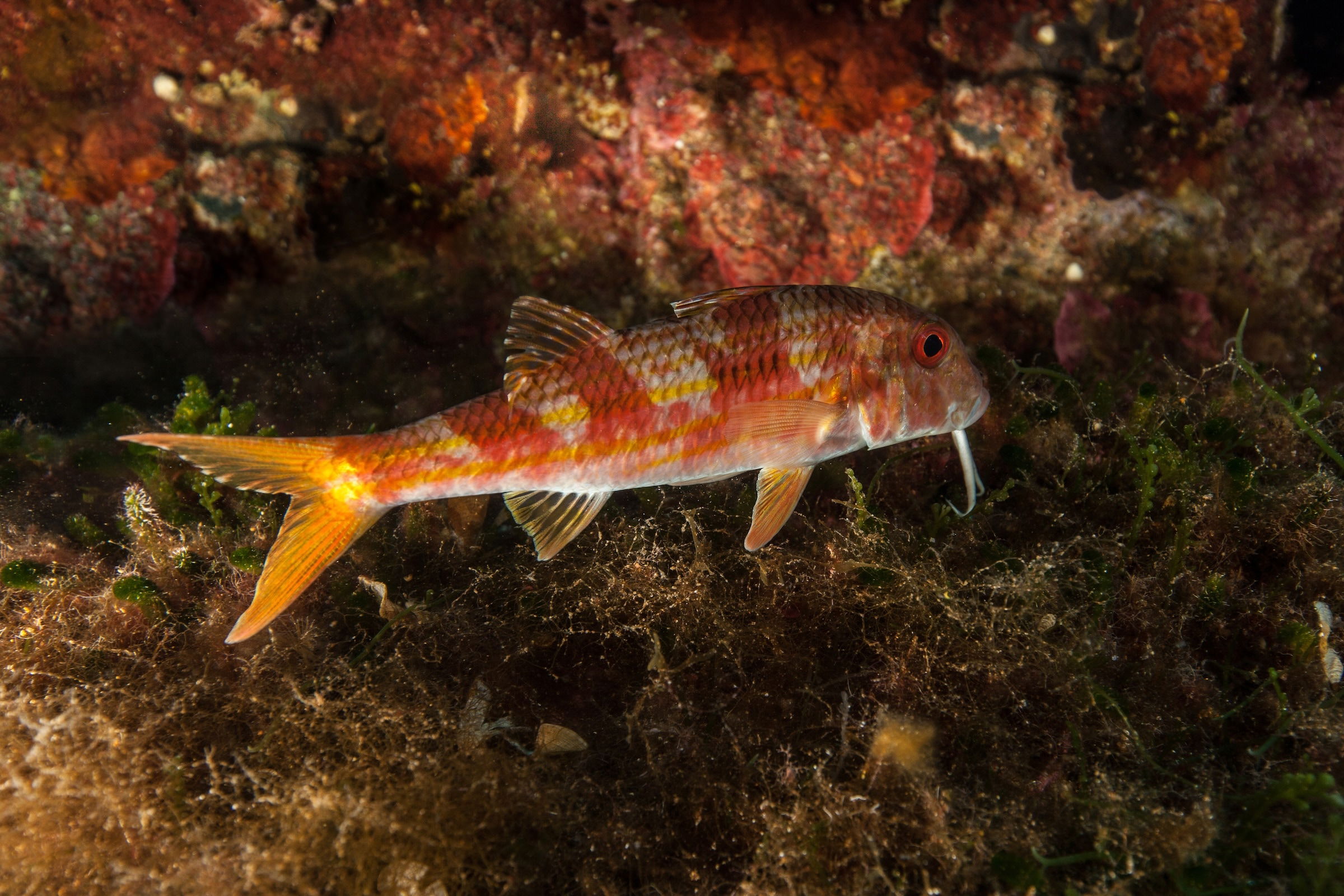 Gestreifter Roter Meerbarbe bei Gran Canaria