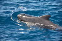 Grindwale Sichtung Atlantik Kanal Teneriffa La Gomera