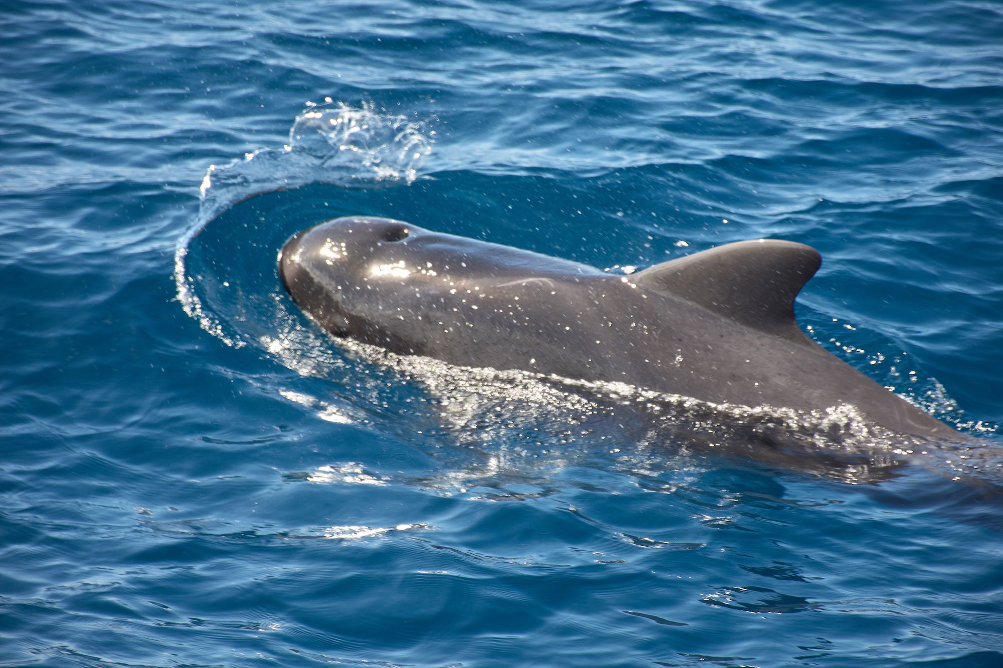 Grindwale Sichtung Atlantik Kanal Teneriffa La Gomera