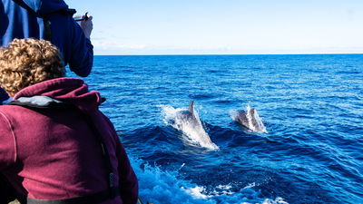 Wal- und Delfinbeobachtung auf Gran Canaria: Lohnt es sich?